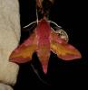 Deilephila porcellus